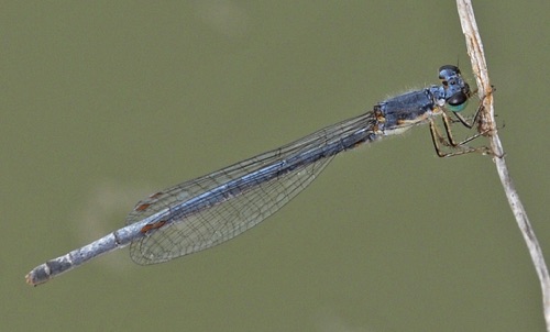 Female
2011_05_02_Chattooga